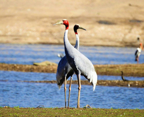 Birding(Migratory and Raptors)